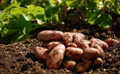 Два ряда — один секрет: огородники раскрыли схему посадки картофеля с потрясающим результатом