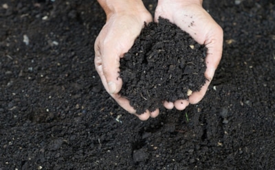 Отдых, который лечит землю: старый прием возвращает грядкам плодородие и силу