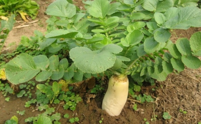 Пышут зеленью, а пользы ноль: дачные культуры, которые зря отнимают силы и землю