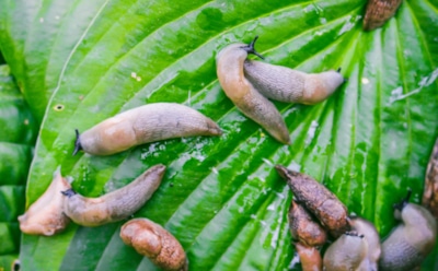 Секрет старого агронома: как превратить укрытия для слизней в ловушку, из которой нет выхода