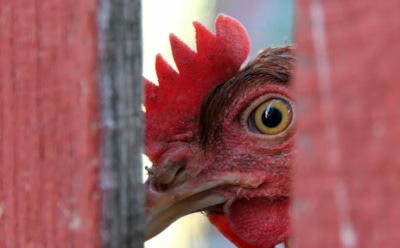 Пшеница творит чудеса: секрет кормления, который не дает несушкам расслабляться даже зимой