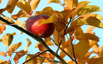 Когда азот под запретом: осенняя подкормка яблонь, которая помогает деревьям не замерзнуть зимой