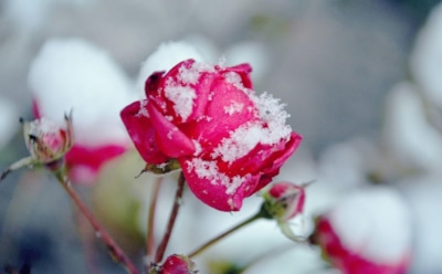 Красота, что любит заботу: уход за розами во второй половине сезона для яркого весеннего цветения