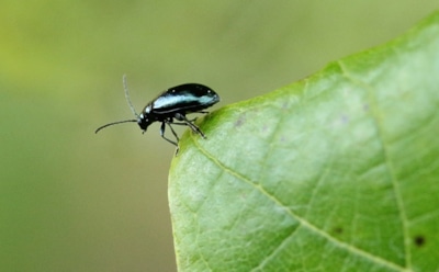 Крошечный жук — большие потери: как избавиться от земляной блошки