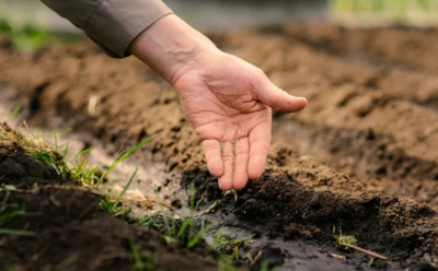 Волка кормят ноги, а дачника — осень: зачем сеять под зиму и как этот прием дает урожай на недели раньше