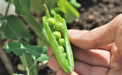 Семена, что не подведут: какие культуры можно собрать осенью самостоятельно и не покупать весной