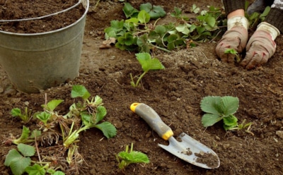 Когда клубнике пора сменить грядку: осенняя пересадка, которая продлит жизнь кустам и улучшит урожай