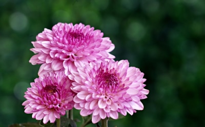 Обрезать, укрыть или переселить: что сделать с хризантемами перед первыми заморозками