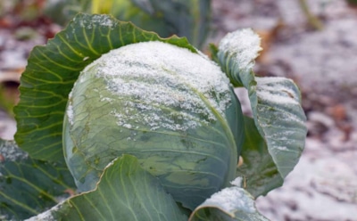Капуста, что пережила мороз: беспересадочный метод, который спасает урожай и дает мощные семена