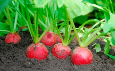 Редис растет в ботву, а не в корень: простые хитрости, которые помогут получить крупные и сочные плоды