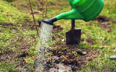 Сам себе дождик: как правильно провести влагозарядковый полив осенью, чтобы сад пережил зиму