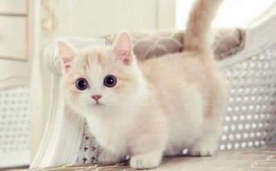 Карманные хищники с ангельскими мордочками: самые крошечные кошки мира, покорившие сердца людей