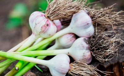 Ошибки, из-за которых чеснок не доживает до весны: как их избежать и сохранить урожай