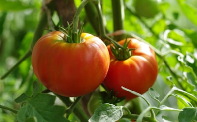 Фитофтора не переживет ноябрь: дедовский способ, который спасает теплицу без грамма химии