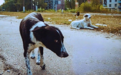 Собаки цвета радиации: ученые пытаются разгадать тайну ярко-синих псов из Чернобыля