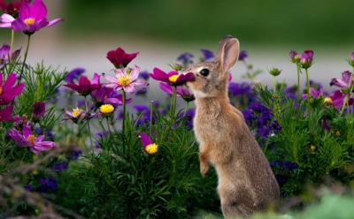 Кто портит грядки по ночам: названы главные вредители среди животных и методы защиты
