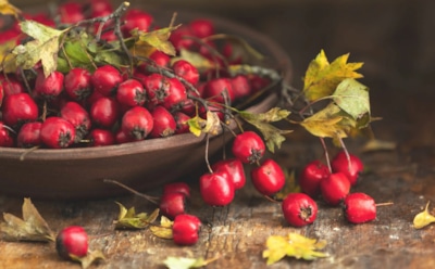 Вкус здоровья с ветки: какие осенние ягоды укрепляют иммунитет и защищают сердце