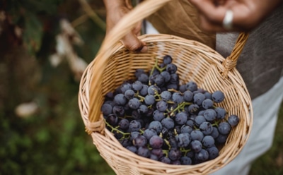 Вкус осени под елкой: как правильно хранить виноград, чтобы он остался свежим до января