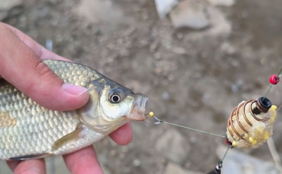 Когда не рыбка к пиву, а наоборот: рыбаки нашли необычную прикормку, от которой улов становится рекордным