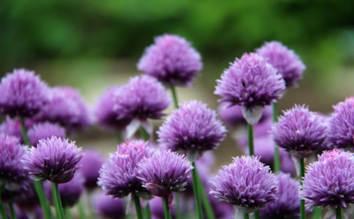 Нежный вкус и пышное цветение: почему шнитт-лук стоит посадить на каждом дачном участке