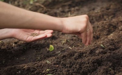 Этим семенам мороз не страшен: какие растения выбрать для подзимнего сева, чтобы не разочароваться