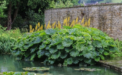 Реликт из доисторического сада: дармера щитовидная превращает участок в уголок древней природы