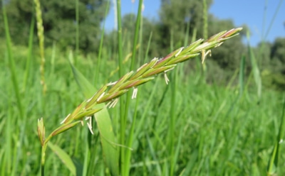 Когда мороз помогает садоводу: как осенью уничтожить пырей без лопаты и гербицидов