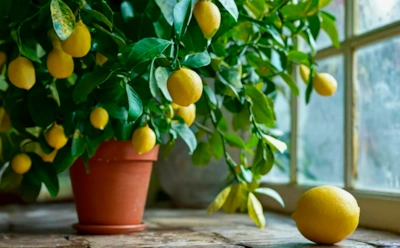 Тихий сезон для лимона: что нужно знать о зимнем уходе за домашними цитрусовыми