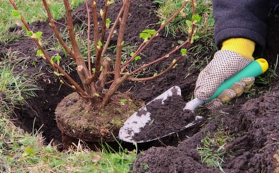 Пропустил срок — попрощайся с урожаем: роковые ошибки осенней посадки, которые не прощает природа