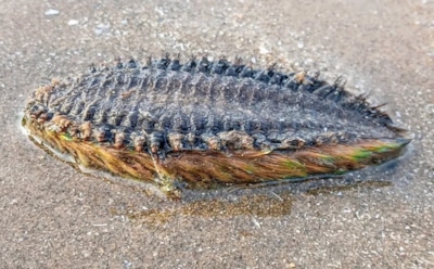 Когда море раскрывает свои тайны: шторм вынес на берег странное создание с радужными щетинками