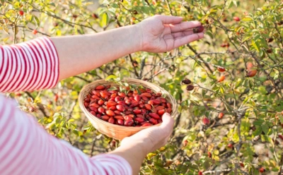 Рубиновый запас здоровья: как правильно собирать и сушить шиповник, чтобы сохранить витамины на годы