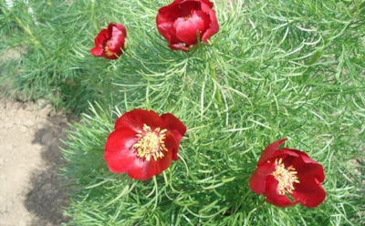 Редкие находки на карте Волгоградской области: ученые обнаружили новые места обитания краснокнижных растений