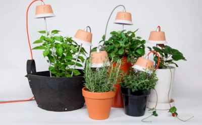 Домашние растения грустят в декабре: что нужно изменить, чтобы они не гибли