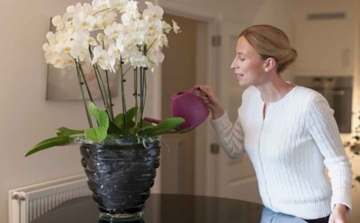 Орхидея чахнет от заботы: одна привычка владельцев превращает уход в угрозу для корней