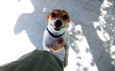 Почему собаки так бурно встречают хозяев: ученые раскрыли скрытый механизм