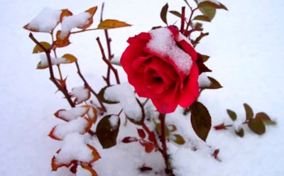 Осенью розам нужен важный шаг, о котором часто вспоминают поздно: после него они еще ярче засияют в новом сезоне