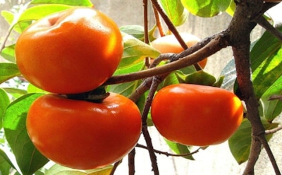 Сладость на грани терпкости: как не промахнуться со сроками сбора и поймать идеальную зрелость хурмы