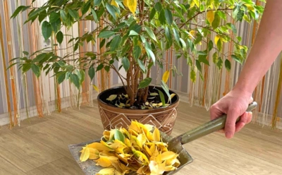 Осенняя паника на подоконнике: сделайте одно простое действие, чтобы растения перестали лысеть