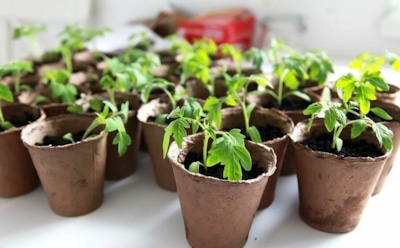 Домашний мини-огород начинается с тары: что подойдет перцам, капусте и тыквенным без риска для корней