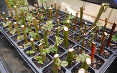 Ноябрь скрывает неожиданный шанс для садовода: осенние черенки просыпаются быстрее и дают мощные корни