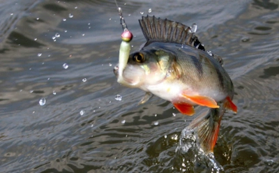 Ноябрь превращает рыбу в хищника: какая прикормка работает лучше всего при ловле в холодной воде