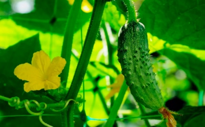 Рекордные грядки начинаются в ноябре: эта чудо-смесь спасает будущий урожай огурцов