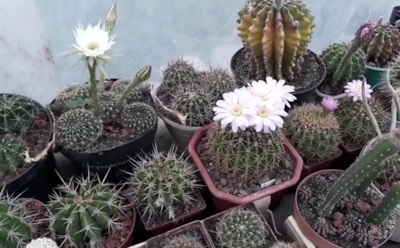 Зимовка решает всё: правильный отдых кактуса в ноябре обеспечивает пышное весеннее цветение
