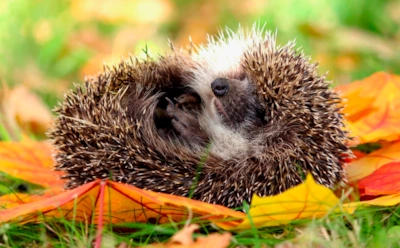 Увидел «дохлого» ежа зимой — не закапывай: раскрыта опасная ошибка добрых людей