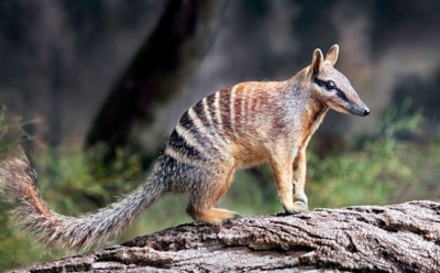 Крохотная полосатая сенсация: ученые нашли потомство уникального дневного сумчатого