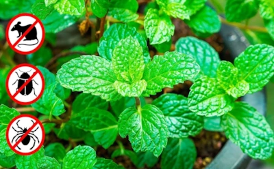 Приятный запах для людей — кошмар для мышей: что использовать, чтобы выгнать непрошеных соседей