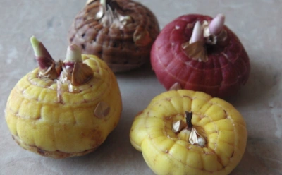 Зимний кошмар для луковиц начинается незаметно: опасные болезни атакуют клубнелуковичные без предупреждения