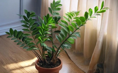 Когда листья шепчут о проблеме: какой полив заставит ваш замиокулькас ожить