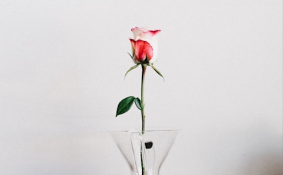 Когда подарок хочется сохранить навсегда: простой способ укоренить розу и избежать почернения стебля