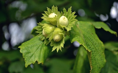 Секрет обильного урожая орехов кроется не в удобрениях: о чем стоит позаботиться, чтобы с фундуком не было проблем